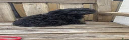 Cavapoo dogs for sale: Stunning F1 Toy Cavapoo girl - Advert 8