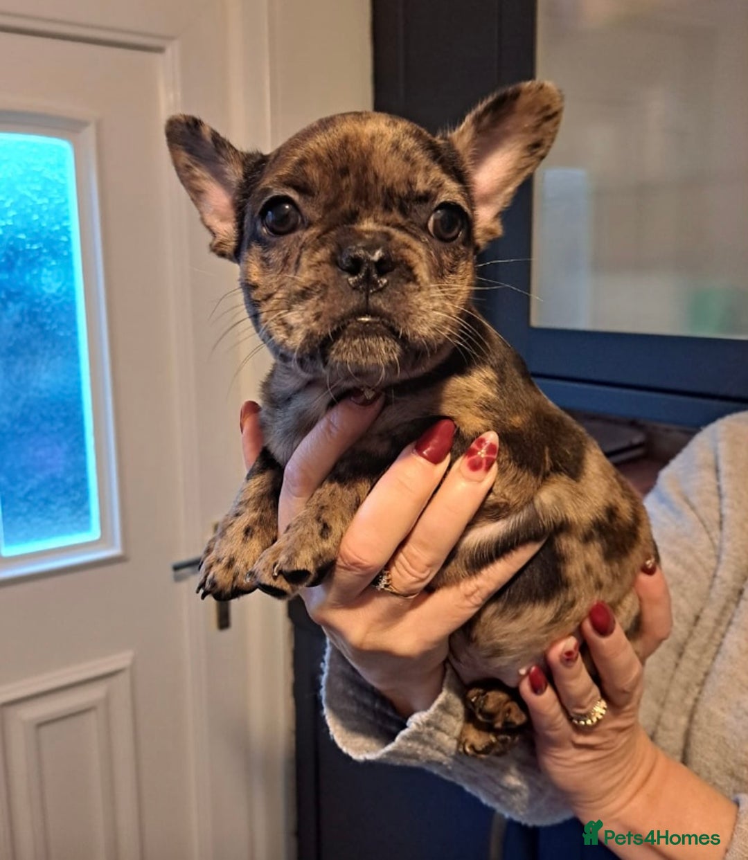 French Bulldog dogs for sale: Beautiful Merle Girl - Advert 4
