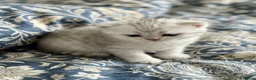 Scottish Fold cats for sale: Adorable Scottish Fold & Straight Kittens - Advert 9