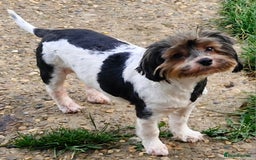 Yorkshire Terrier dogs for sale: Adult Yorkshire Terrier Biewer Girl - Image 7