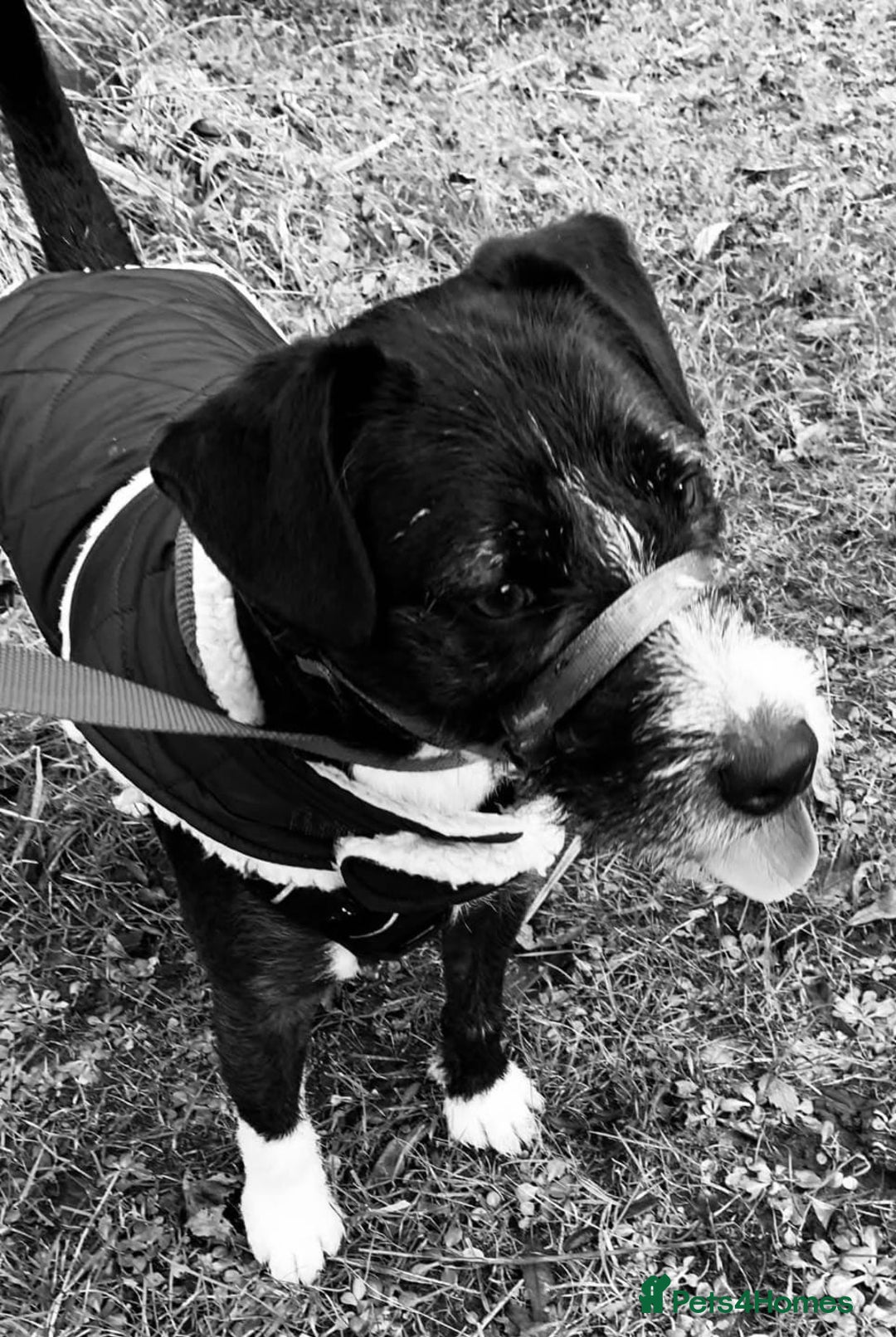 Mixed Breed dogs for adoption: BERTIE - a Lovely boy for a Loving Home - Image 1