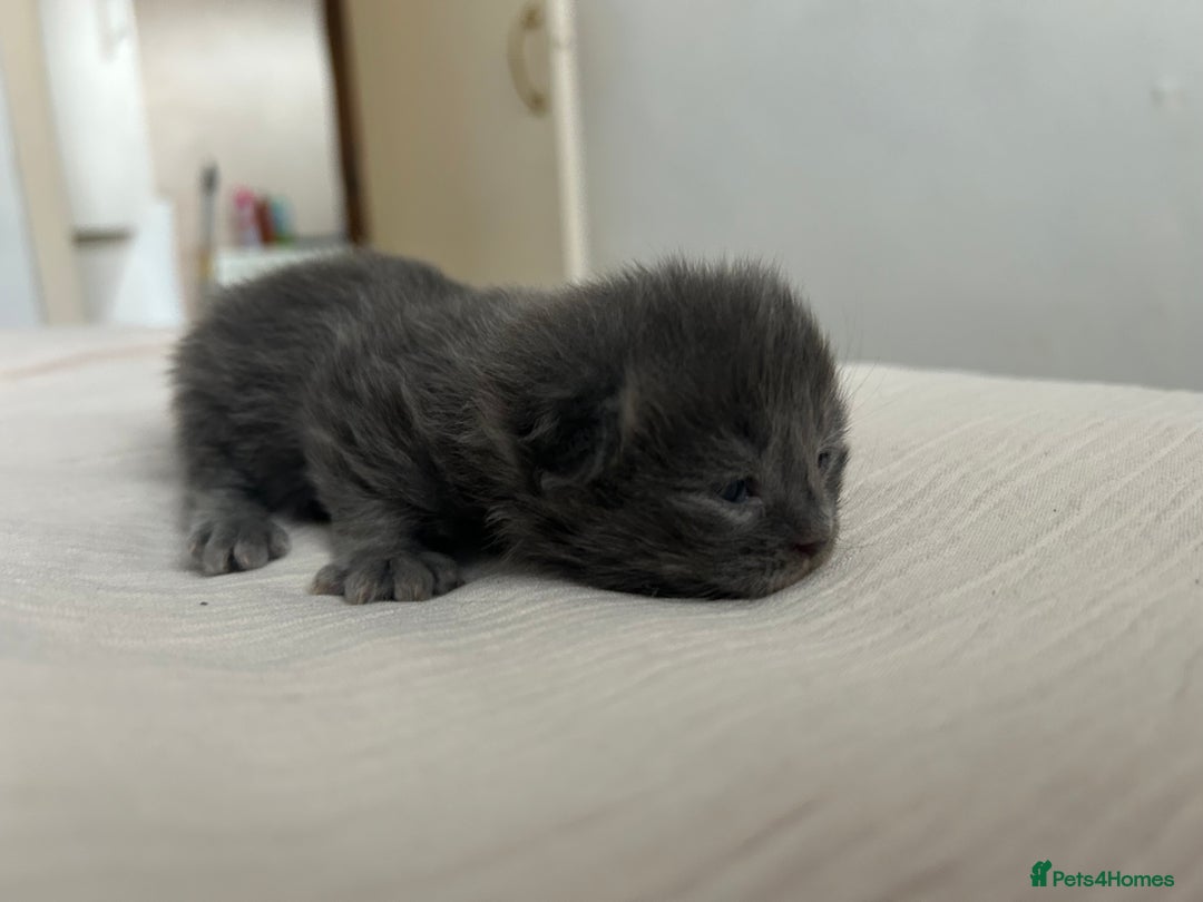 British Longhair cats for sale: Beautiful British long hair kittens.  - Image 3