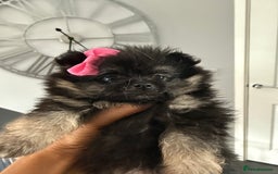 Pomeranian dogs for sale: Pomeranian puppies in Wolverhampton - Image 2