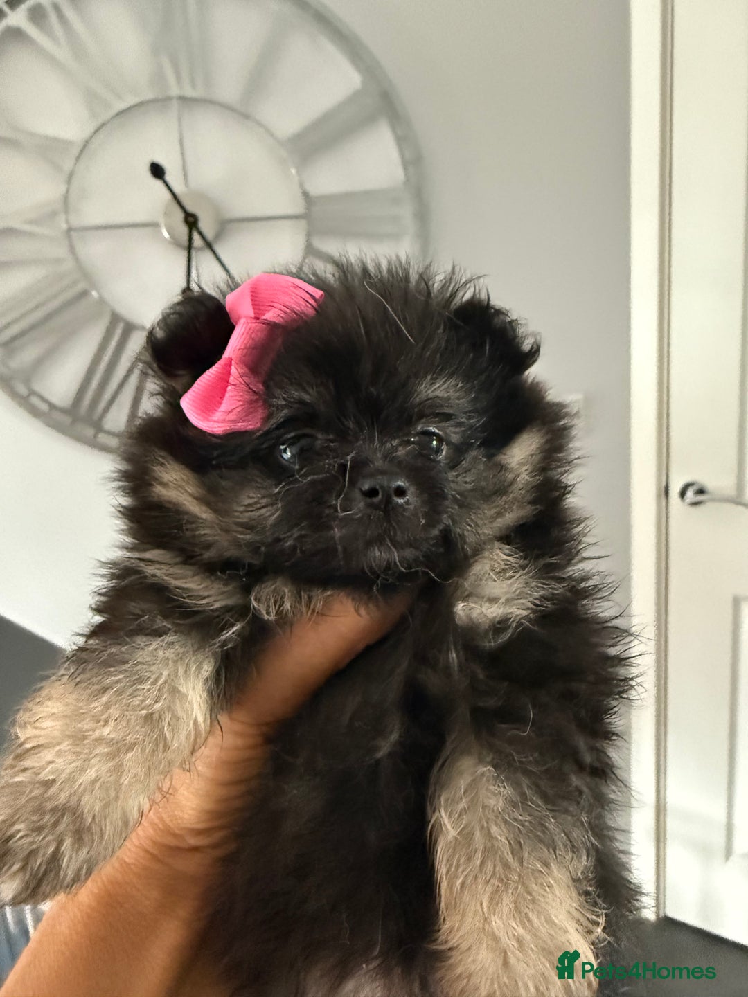 Pomeranian dogs for sale: Pomeranian puppies in Wolverhampton - Image 2