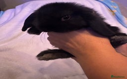 Mini Lop rabbits for sale: 3 Mini lops  - Image 6
