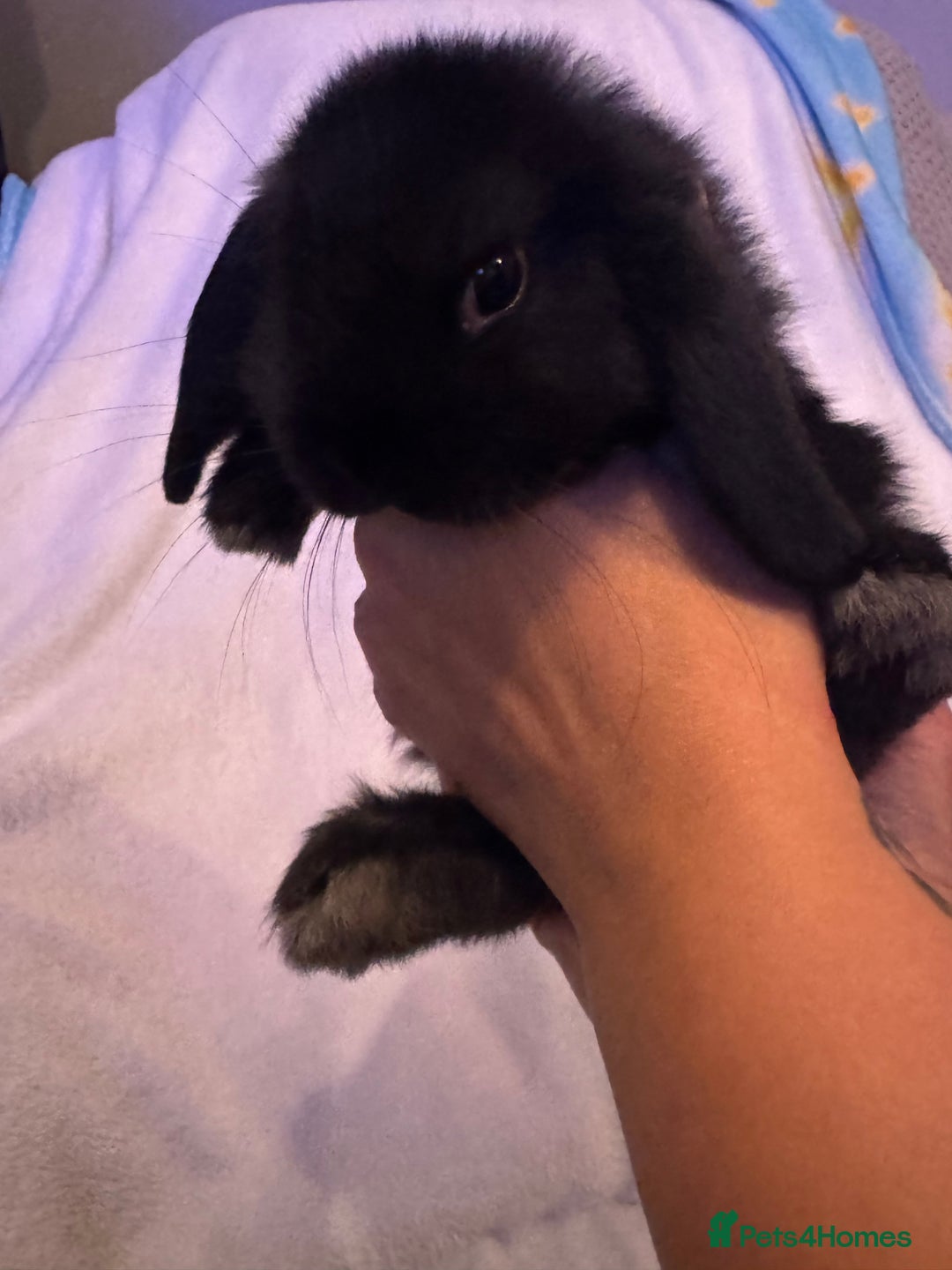 Mini Lop rabbits for sale: 3 Mini lops  - Image 6