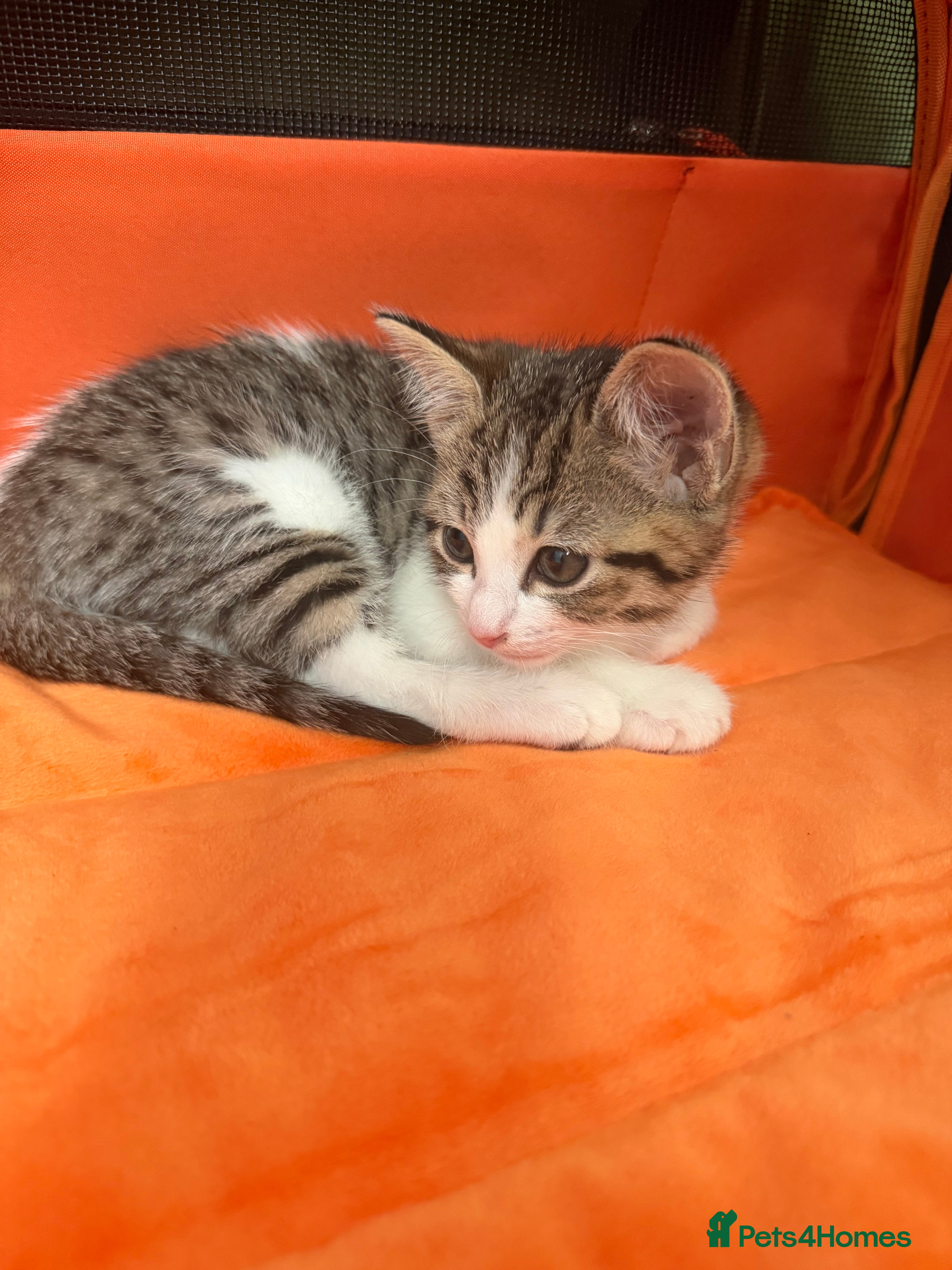 Mixed Breed cats Kitten needs a new home - Advert 3