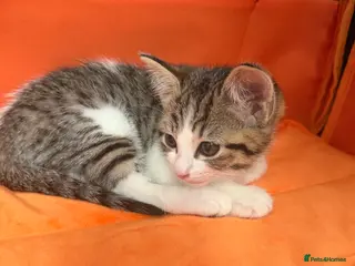 Mixed Breed cats Kitten needs a new home - Advert 2