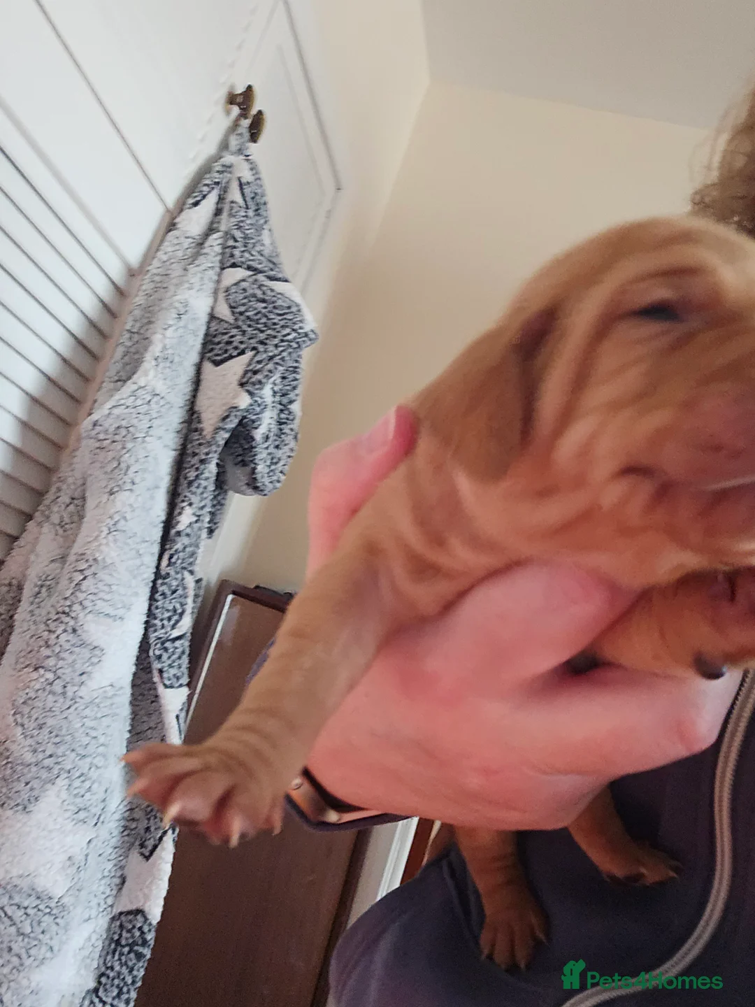 Hungarian Vizsla dogs for sale: KC registered from Fully Health tested parents - Advert 2