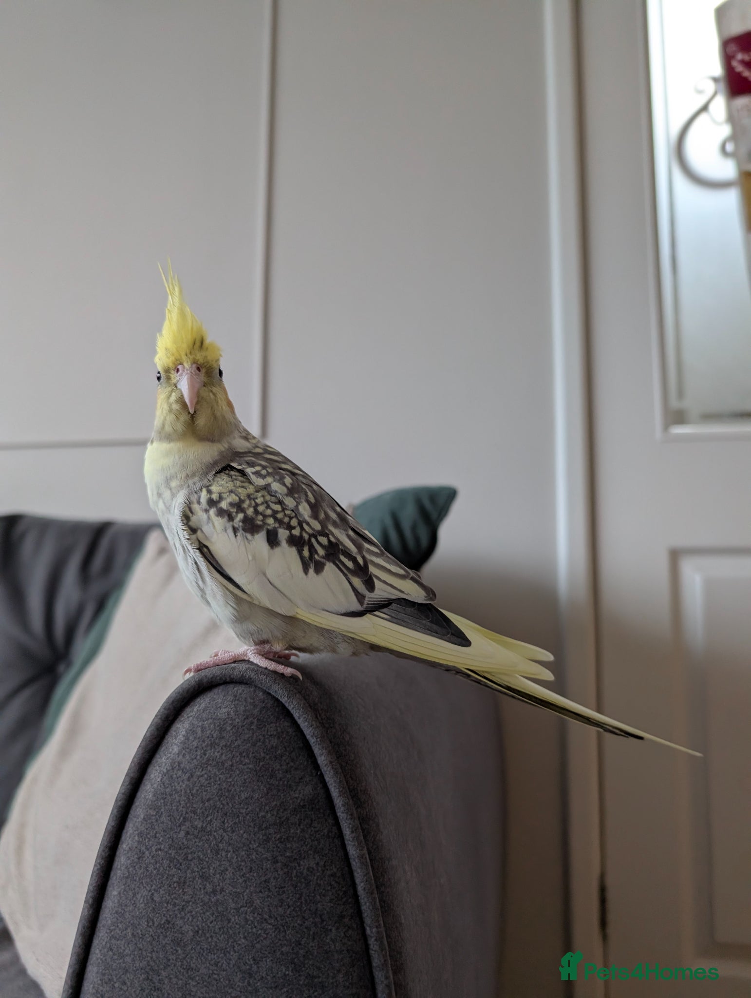 Cockatiels birds Female Cockatiel  - Advert 11