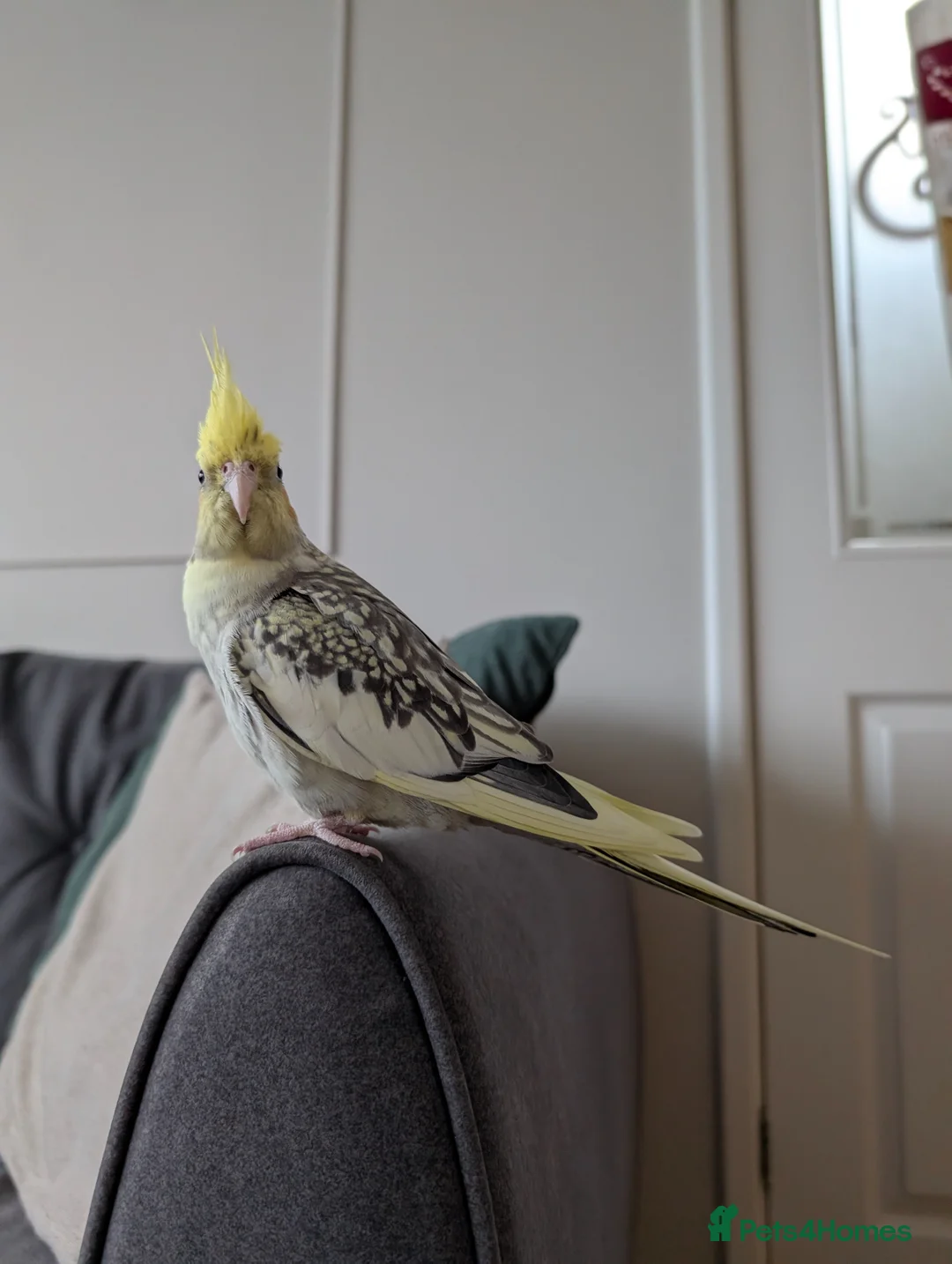 Cockatiels birds for sale: Female Cockatiel  in Newcastle upon Tyne - Advert 1