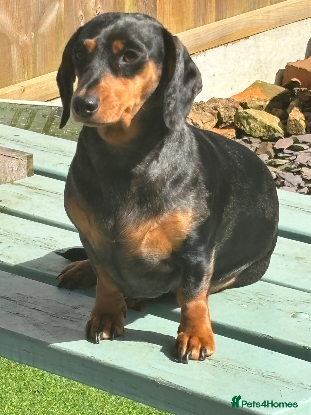 Dachshund dogs for sale: Miniture dachshund  - Image 12