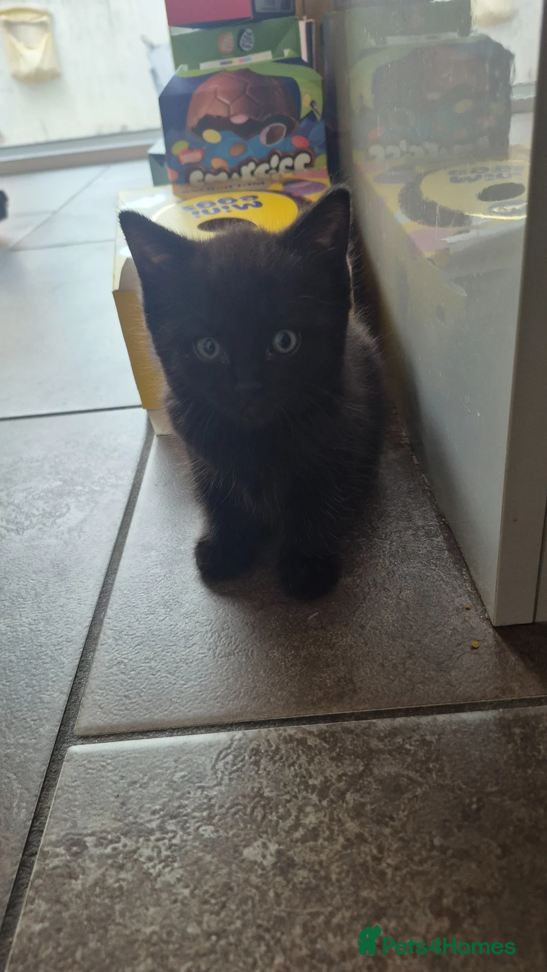 Mixed Breed cats for sale: Lovely kittens - Advert 2