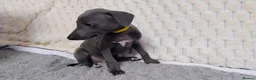 Whippet dogs for sale: (Solid) Blue Whippet KC Registered Puppies - Advert 16