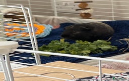 Guinea Pig rodents for sale: Indoor cage with two male Guinea Pigs - Image 4
