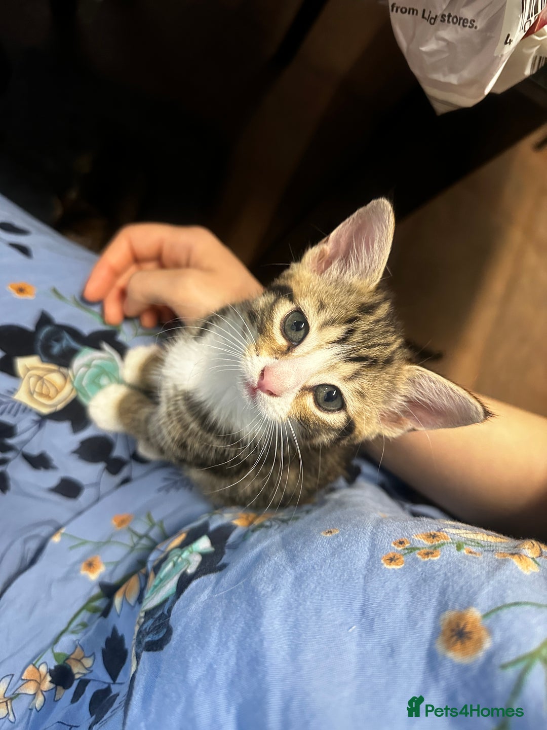 Bengal cats for sale: Playful bengal kittens for rehoming! - Image 2