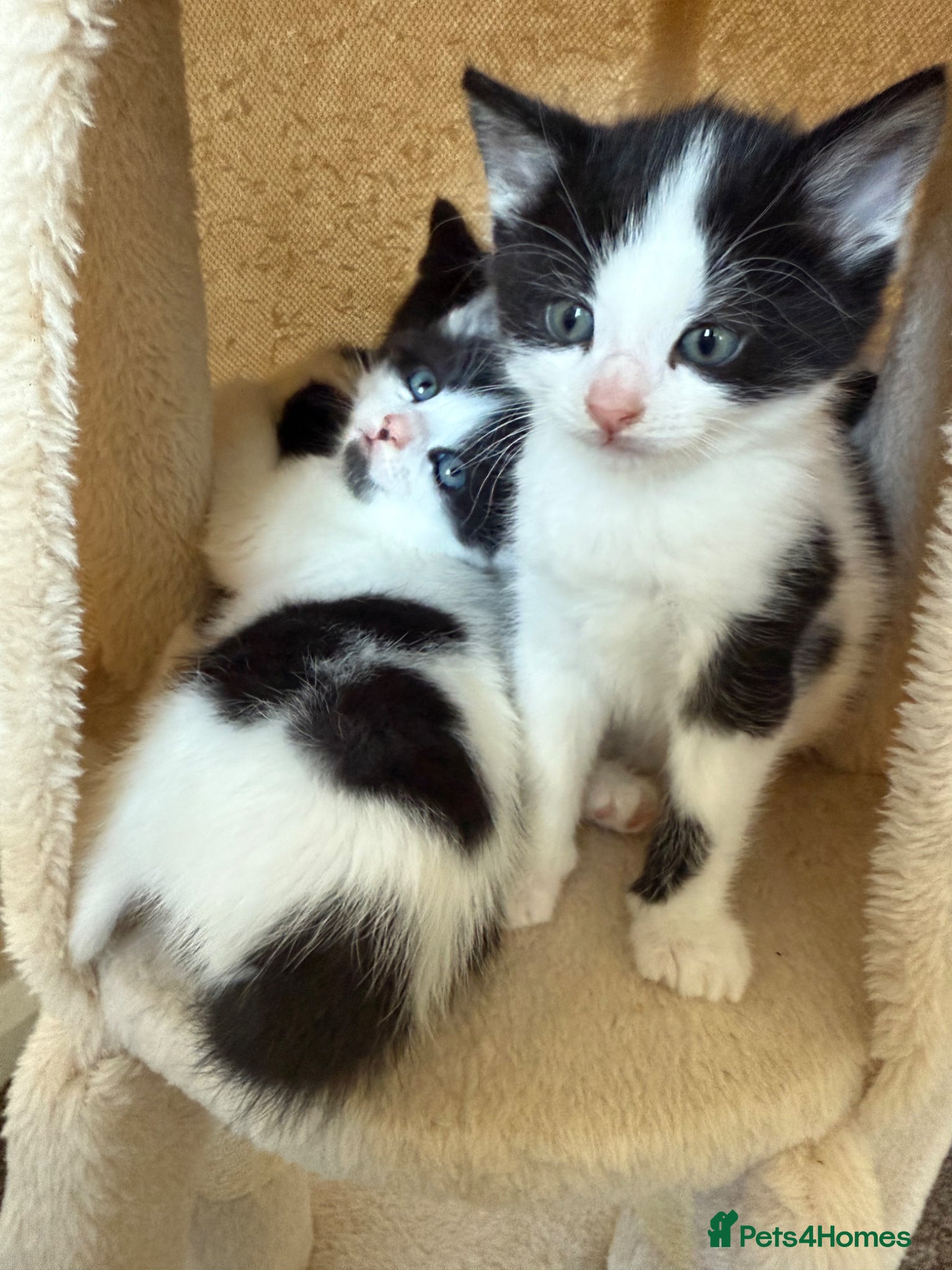 Mixed Breed cats 2x Black & white boys  - Advert 14