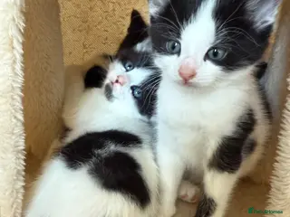 Mixed Breed cats 2x Black & white boys - Advert 14