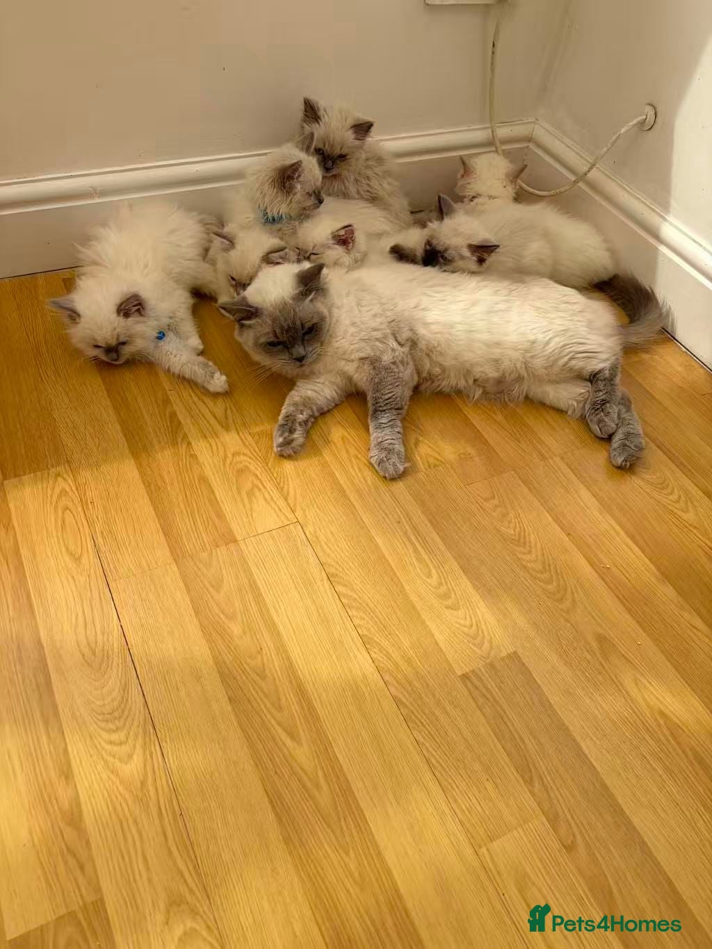 Ragdoll cats Ragdoll kittens for sale - Advert 1
