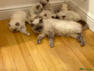 Ragdoll cats Ragdoll kittens for sale - Advert 2