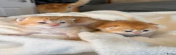 British Shorthair cats for sale: TICA reg ny12 golden kittens  - Advert 9
