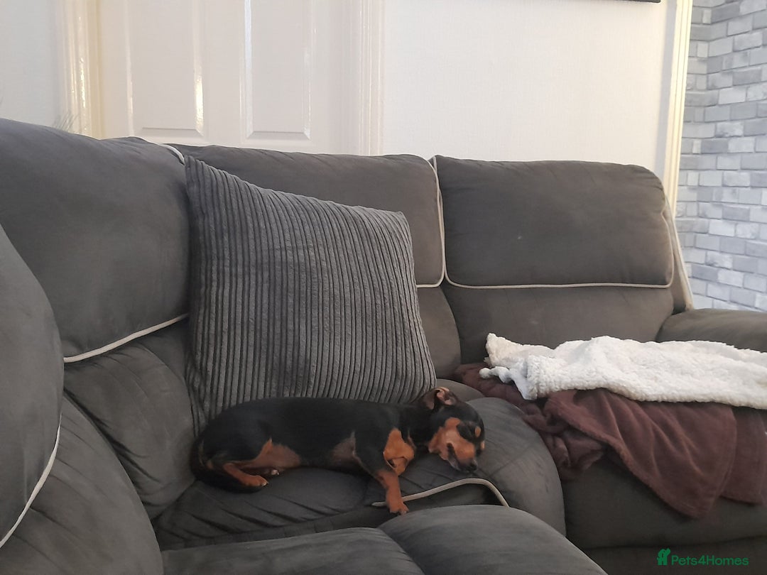 Miniature Dachshund dogs for sale: 11 Month old Miniature Dachshund - Image 3