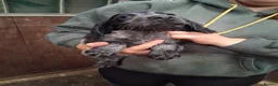 Cocker Spaniel dogs for sale: Cocker puppies  - Advert 3