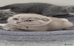 Scottish Fold cats for sale: Ready for new home 😻 - Image 3