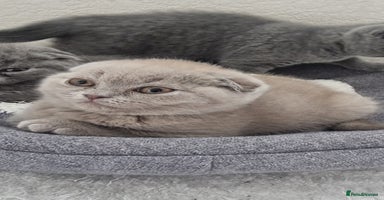 Scottish Fold cats - Advert 1