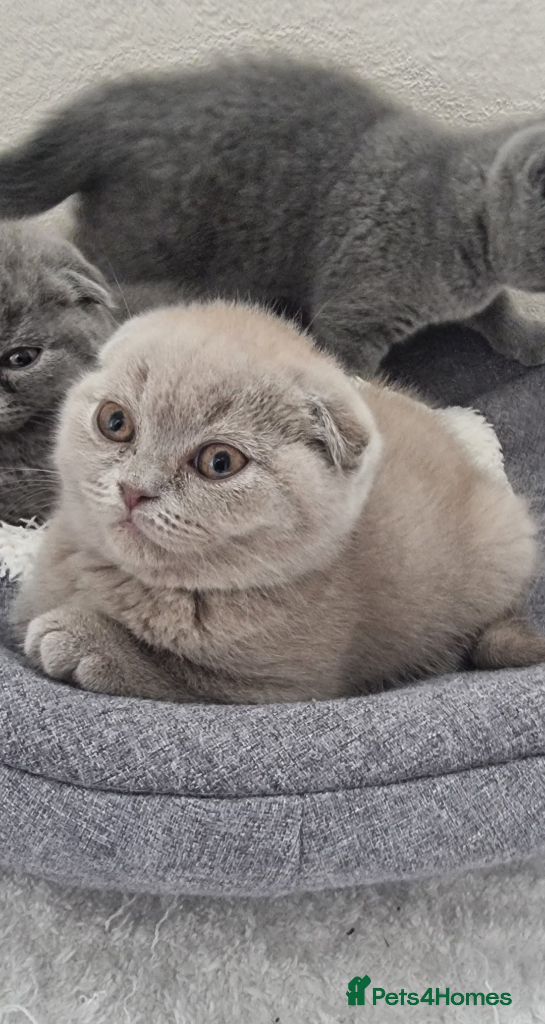 Scottish Fold cats for sale: Ready for new home 😻 - Image 3