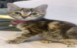 Mixed Breed cats for sale: Jelly bean looking for her forever home 🏡 🫘 🥰 - Image 2