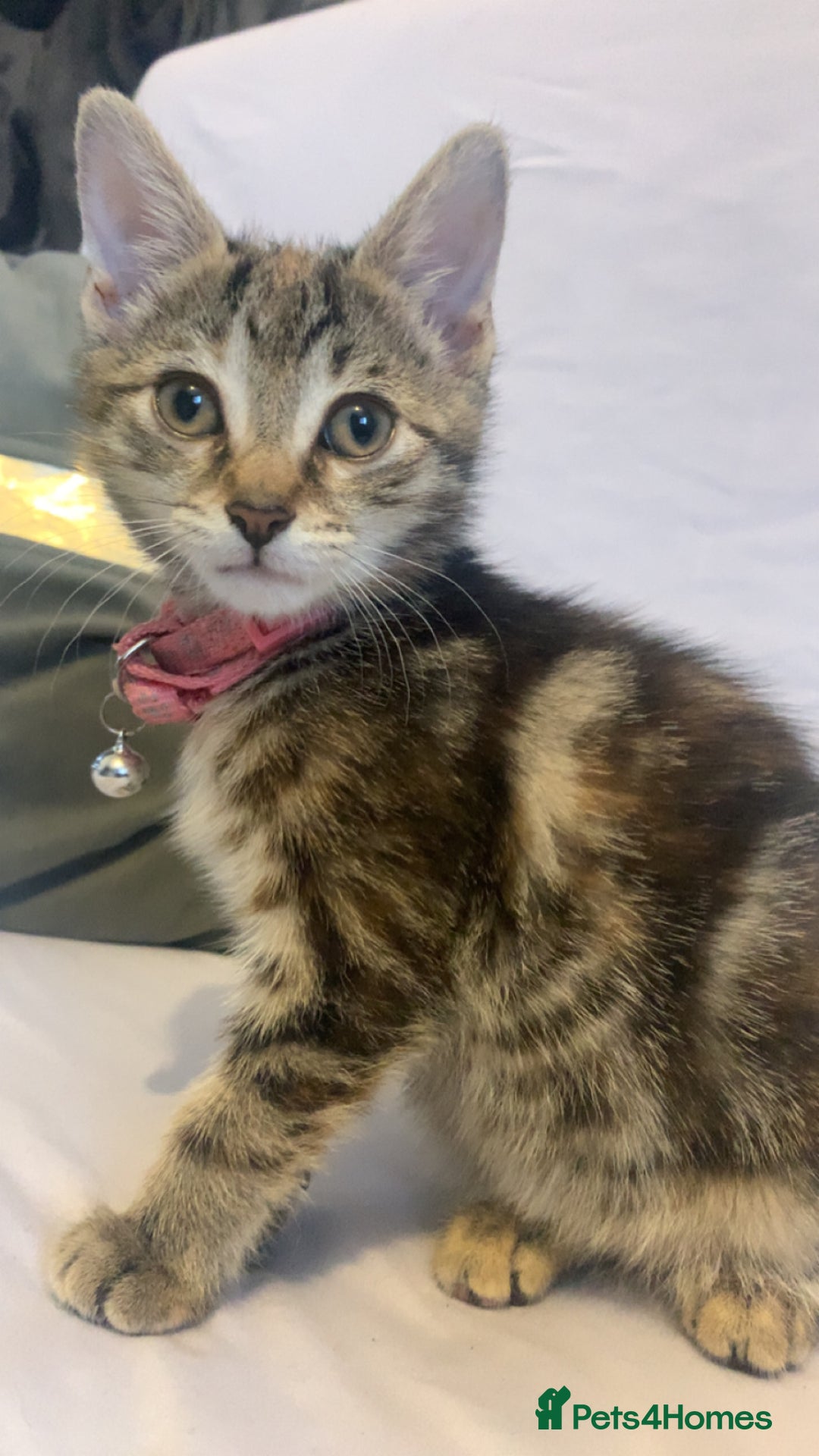 Mixed Breed cats for sale: Jelly bean looking for her forever home 🏡 🫘 🥰 - Image 2
