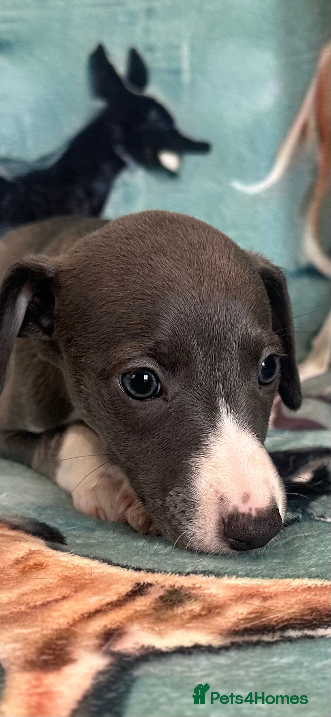 Whippet dogs for sale: Pedigree whippet puppy’s  - Advert 8