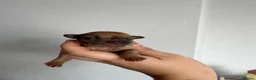 Jack Russell dogs for sale: Rare miniature jack Russell puppies  in Oldham - Advert 11