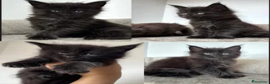 Maine Coon 4