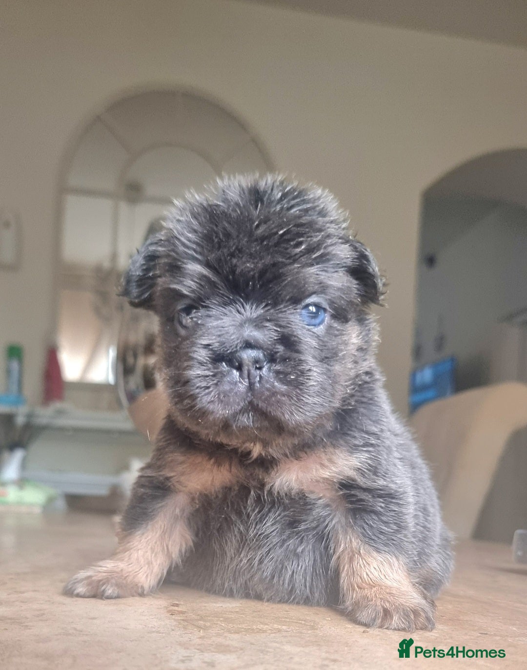 French Bulldog dogs for sale: Beautiful French bulldogs - Advert 3