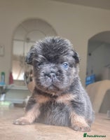 French Bulldog dogs - Advert 8