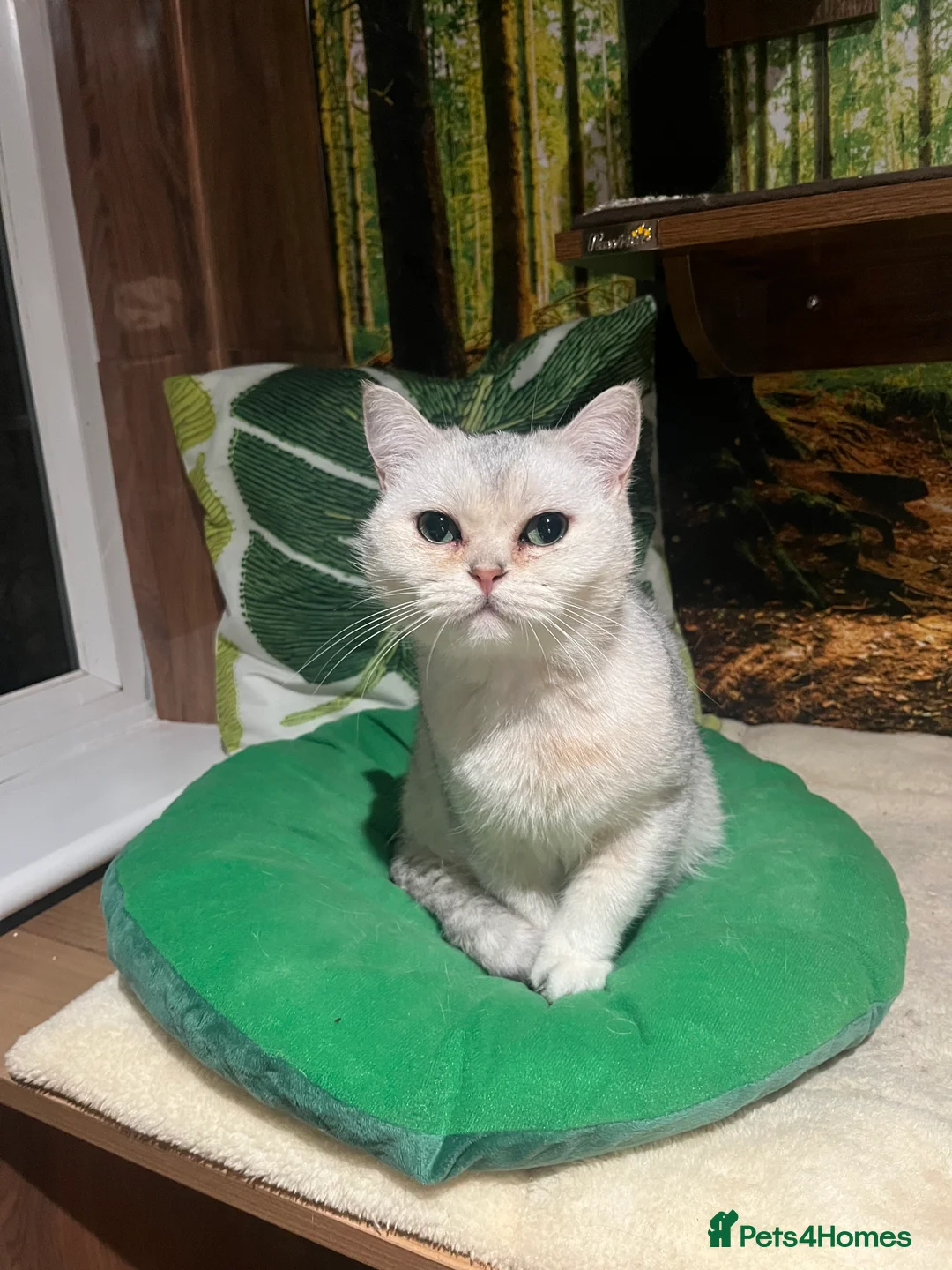 British Shorthair cats for sale: Beautiful Silver Tipped British Shorthair - Advert 2