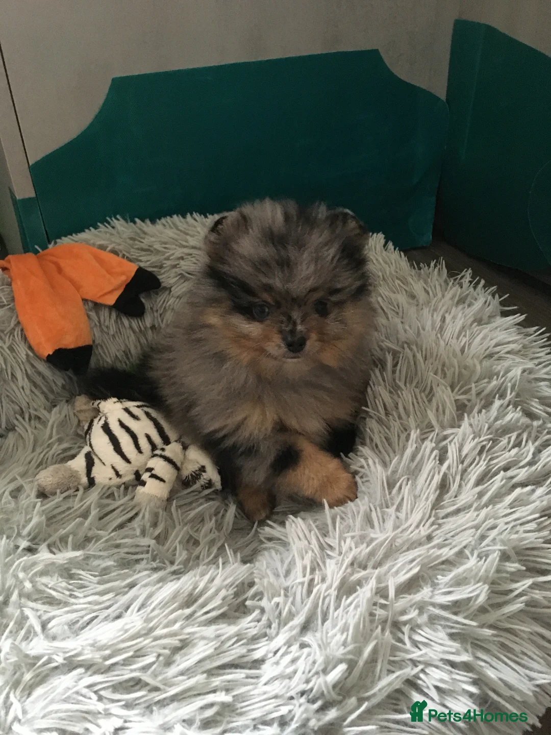 Pomeranian dogs for sale: Tiny cute blue merle Pomeranian boys in Blackpool - Advert 7