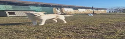 Mixed Breed dogs for adoption: Latte for adoption in Leigh-on-Sea - Advert 10