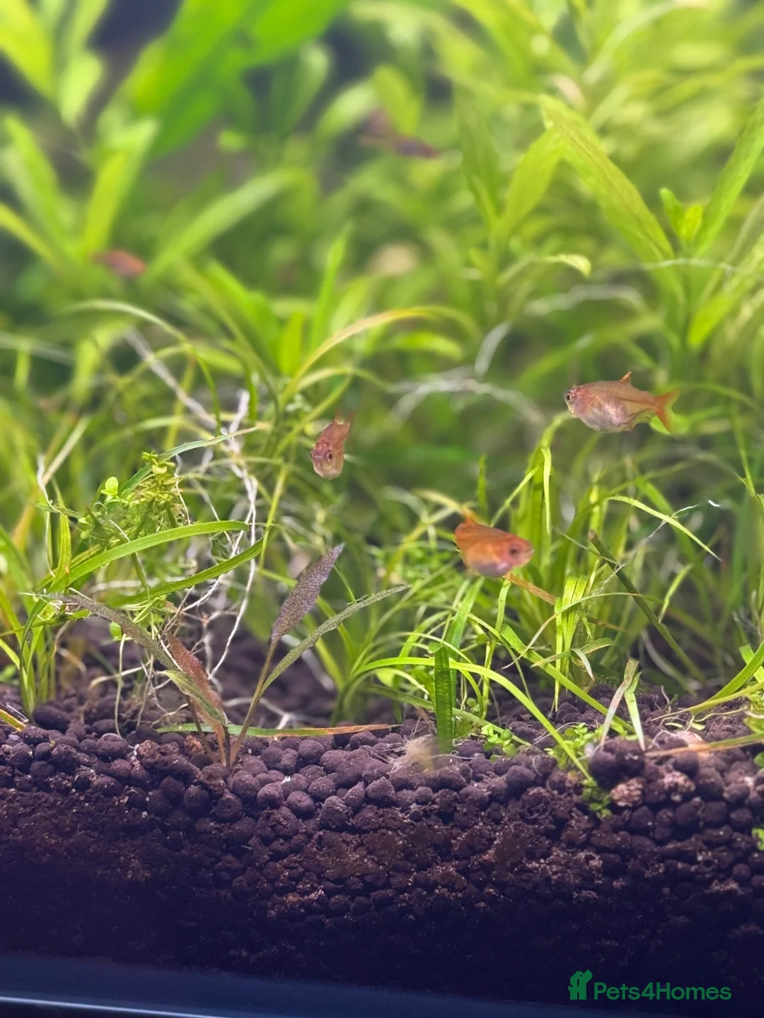 Tetras fish for sale: School of 9 ember tetras in Slough - Advert 1