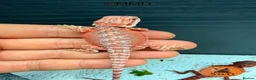 Bearded Dragon reptiles for sale: Stunning baby bearded dragons ready to go!  - Advert 12