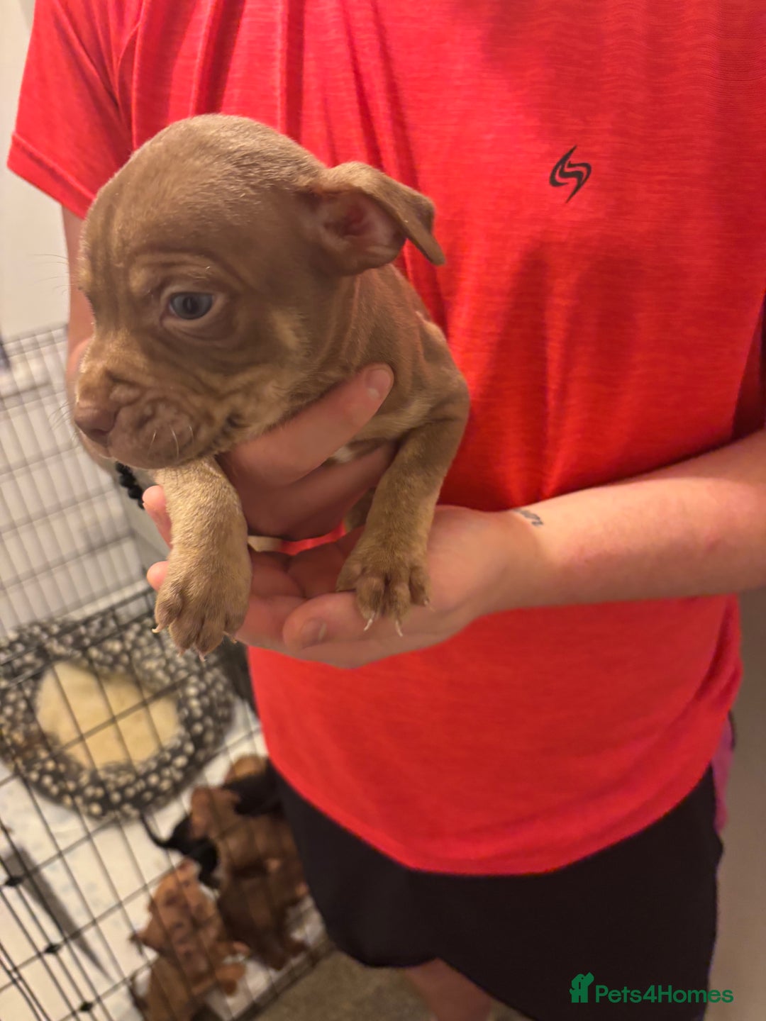 Staffordshire Bull Terrier dogs for sale: Staffs pups (non kc) - Image 3