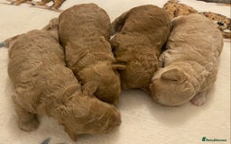 Cavapoo dogs for sale: Gorgeous Teddybear Cavapoo Puppies health checked  - Advert 36