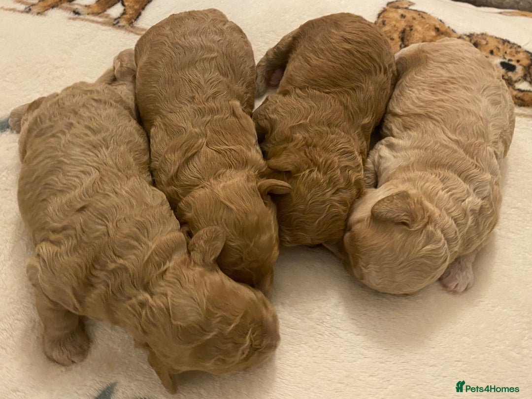 Cavapoo dogs for sale: Gorgeous Teddybear Cavapoo Puppies health checked  - Advert 36