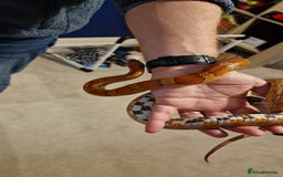 Corn Snake reptiles for sale: 6 yr old corn snake & 4ft Vivarium & accessories  - Advert 3