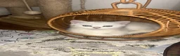 Scottish Fold cats for sale: BEAUTIFUL GIRLS LOOKING FOR FOREVER HOMES - Advert 13