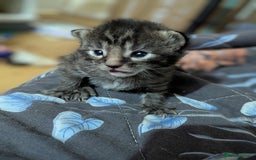 Mixed Breed cats for sale: Tabbies for sale (mixed breed) (8M/1F) - Image 5