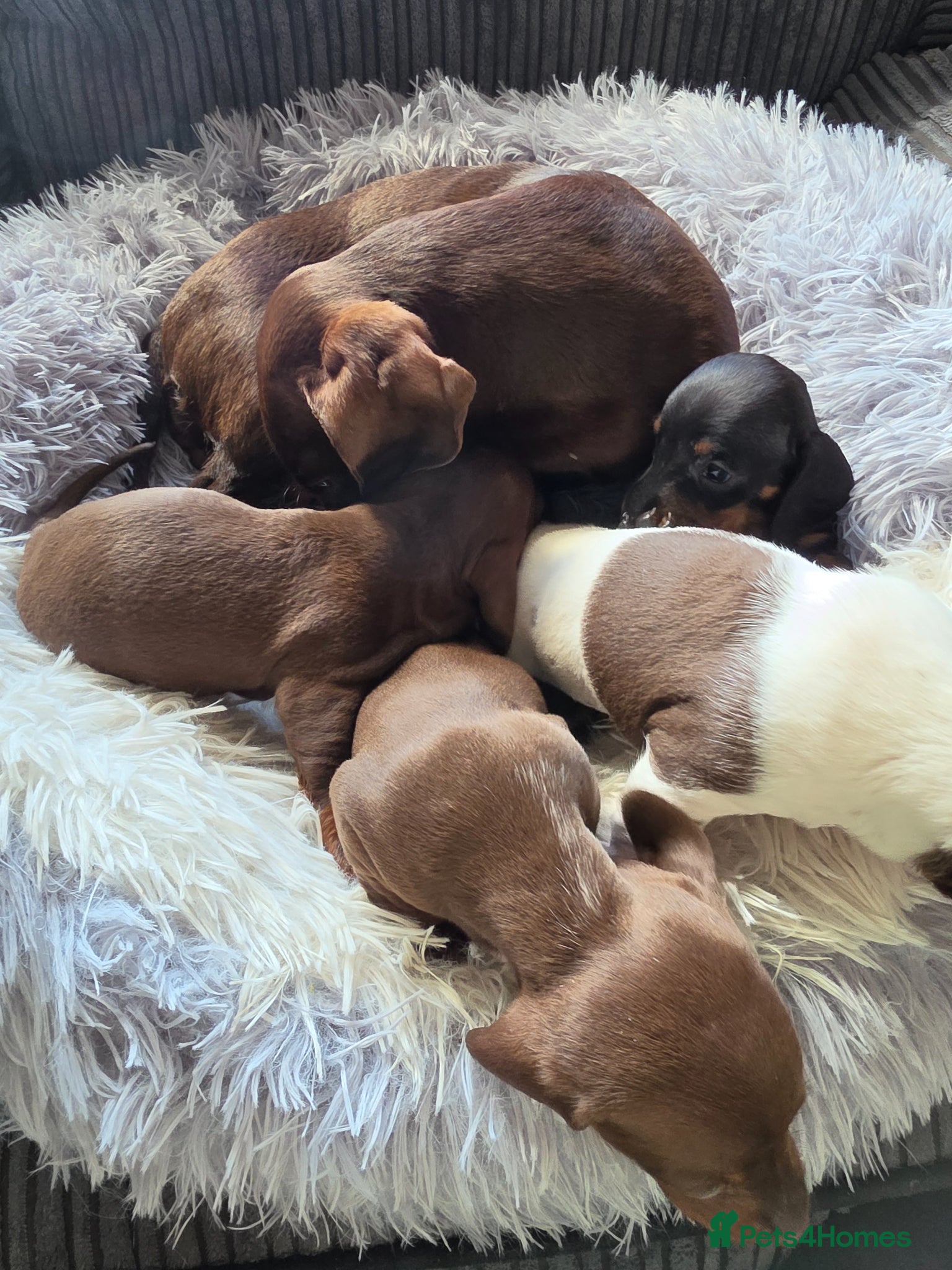 Dachshund dogs Mini daschund - Advert 1