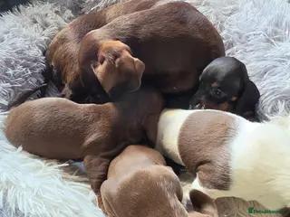Dachshund dogs Mini daschund - Advert 2